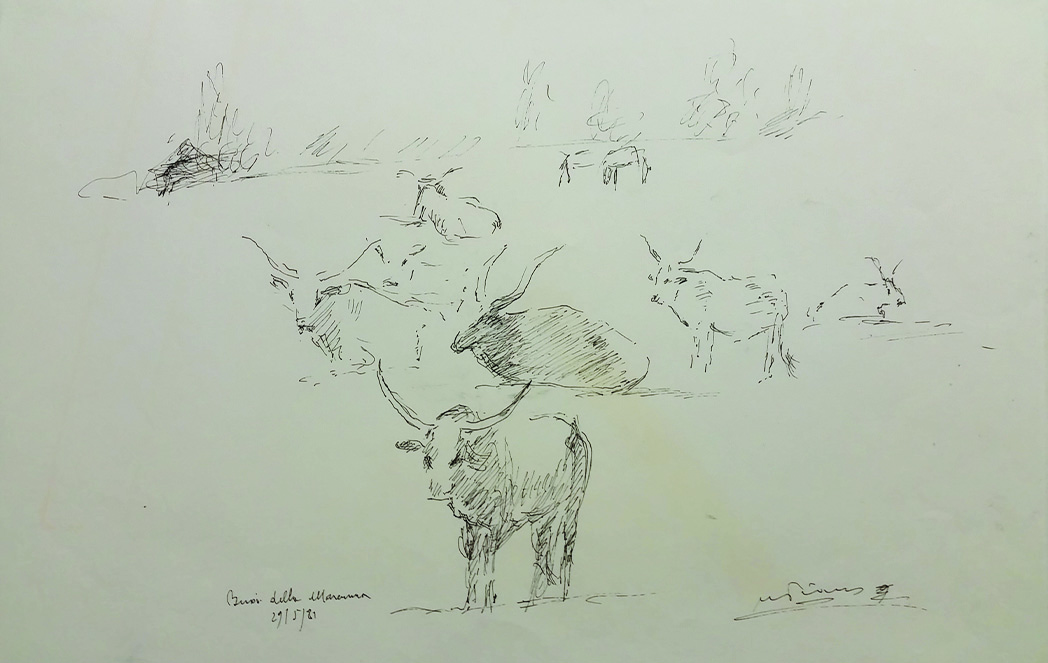 f55 Buoi della Maremma 29-05-1981 31x24